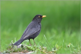 <p>KOS ČERNÝ (Turdus merula) /Common blackbird - Amsel/</p>
